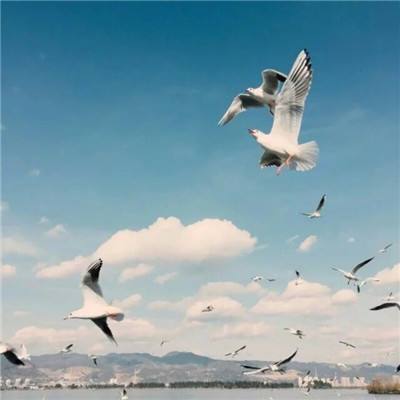 森林舞会游戏下截图